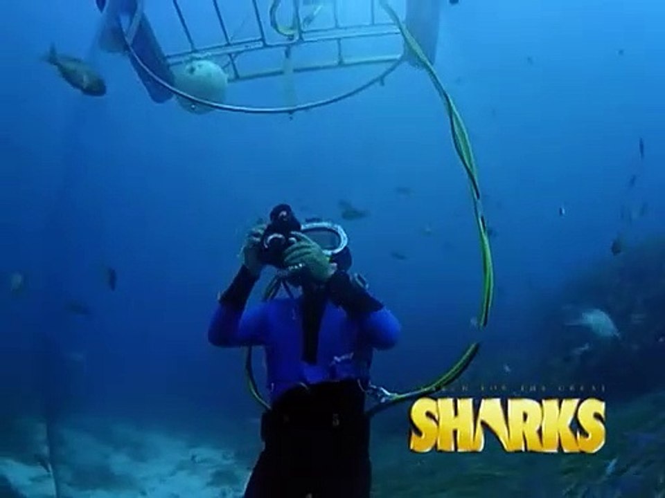Search for the Great Sharks Trailer
