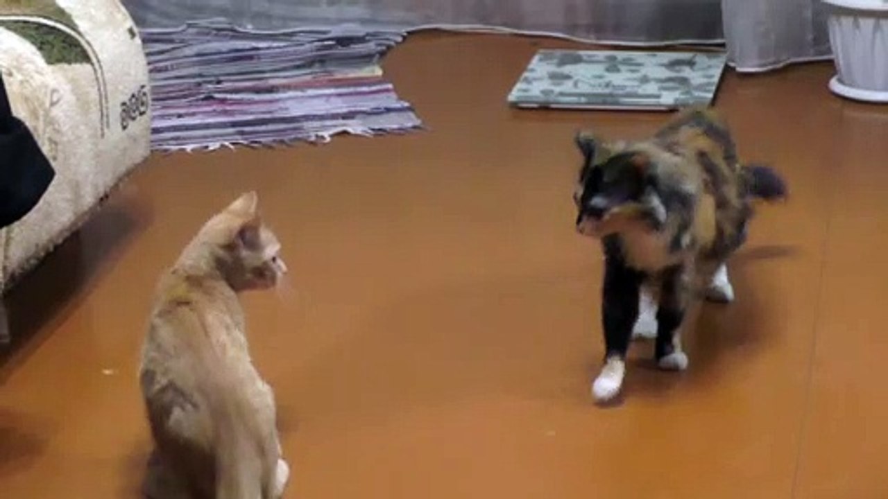 Training cat fight