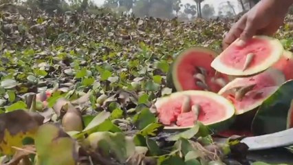 Unbelievable Fishing Technique  Best Fish Trap Video With Watermelon  Vaam Fish Catching Method | CreativeVilla.