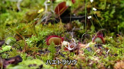 奇奇怪怪！！ミステリアスな植物たち 驚きの生態とメカニズム
