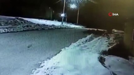 İlçe merkezine inen aç kurtlar, köpeği boğdu