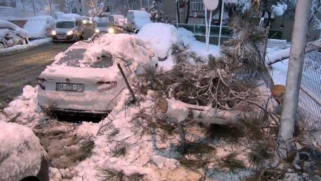 Kaldırımda yürüyen kadının üzerine ağaç devrildi
