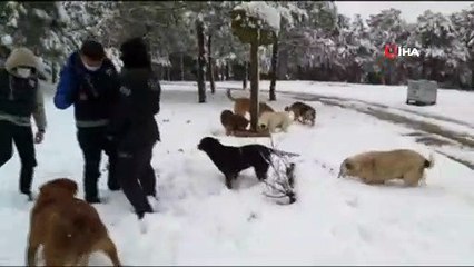 Download Video: Sultangazi'de polis ekipleri sokak hayvanlarını unutmadı