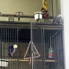 Parrot Tries to Lure Cat Onto His Cage
