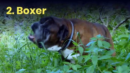 12 of the most popular dog breeds