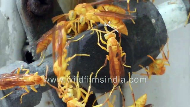 Indian tatayya wasps can deliver quite a nasty bite that causes swelling and pain