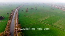 Wheat fields as far as the eye can see_ wheat grain in Uttar Pradesh, along irrigation canal
