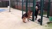 Meet Baron, Dogs Trust Shoreham dog of the week