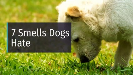 7 Smells Dogs Hate