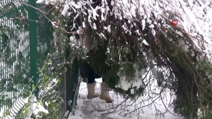 Beşiktaş’ta ağaç devrildi: 4 araç zarar gördü