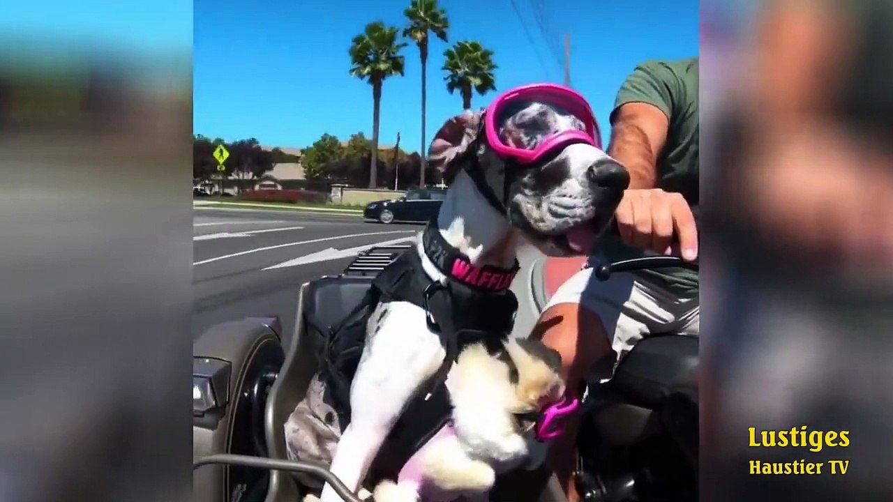 OMG_So_Cute_♡_Best_Funny_Cats_and_Dogs_Compilation