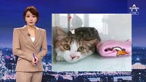 [뉴스 톡톡톡]‘고양이도 양성’…서울시 첫 반려동물 확진