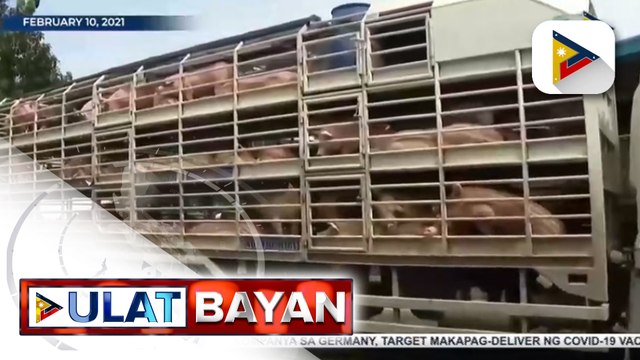 Presyo ng karneng baboy, bumubuti na ayon sa DA