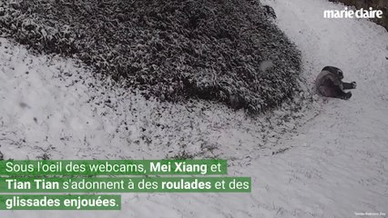 Ces deux pandas profitent de la neige à Washigton
