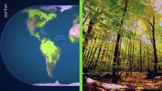 Le rôle des forêts dans le monde