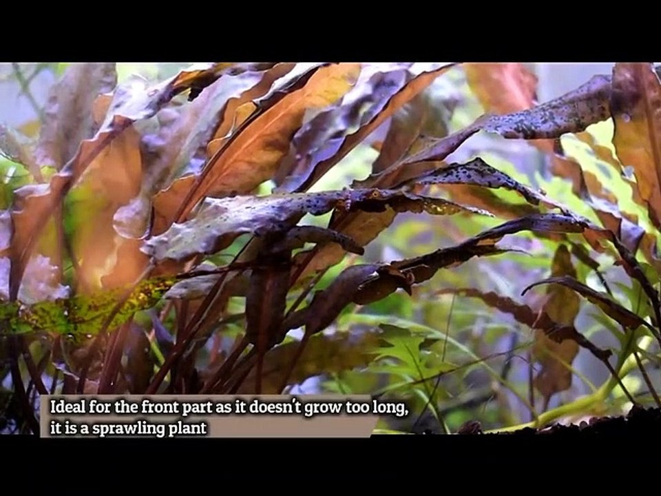 Cryptocoryne_Undulata