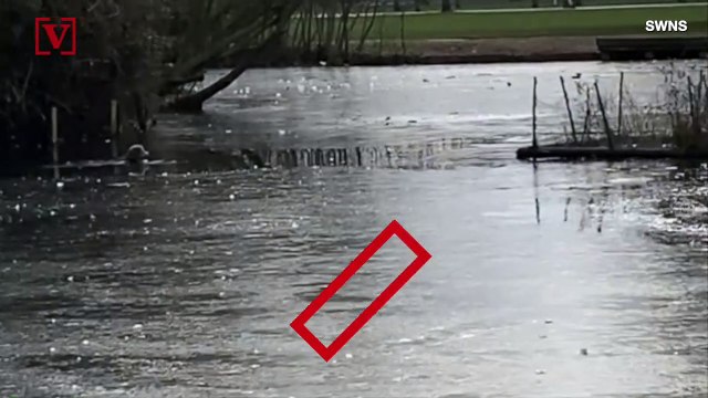 Dog Owner Dives Into Frozen Pond To Rescue Pup Who Fell Through the Ice