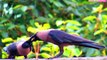 Smart Pair Of Crows Sharing Food | Sharing Is Caring | The Most INTELLIGENT Bird