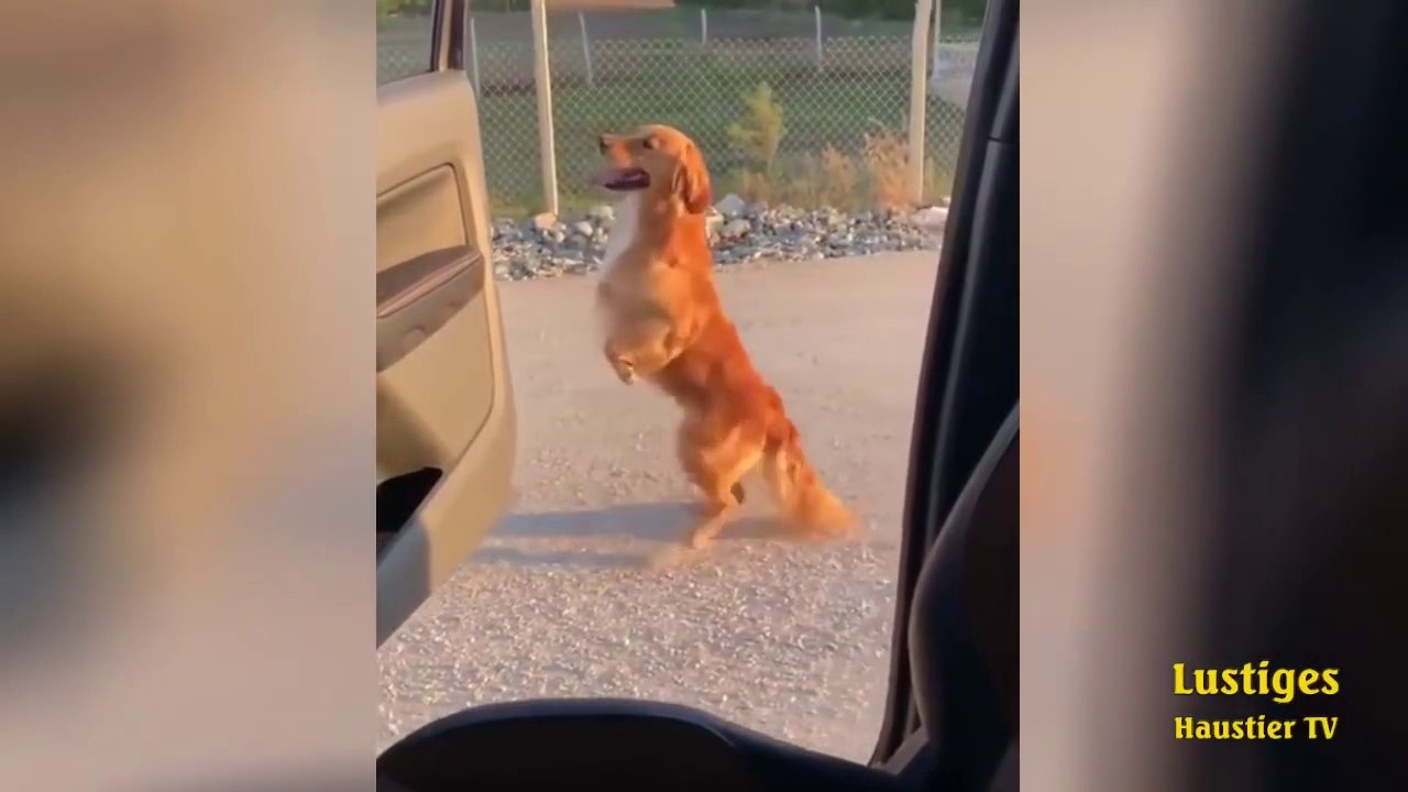 OMG_So_Cute_♡_Best_Funny_Cats_and_Dogs_Compilation