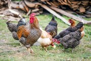 Recetuits: Huevos de gallinas en libertad, ¿mejores o peores?