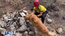 tn7-perros-de-cuerpo-de-bomberos-son-entrenados-deteccion-de-restos-humanos-150221