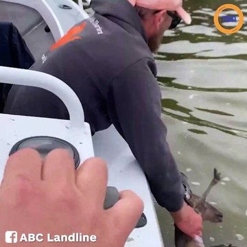 Il sauve un kangourou de la noyade, ce dernier semble les remercier