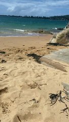 Goanna Goes for a Stroll Along Beach