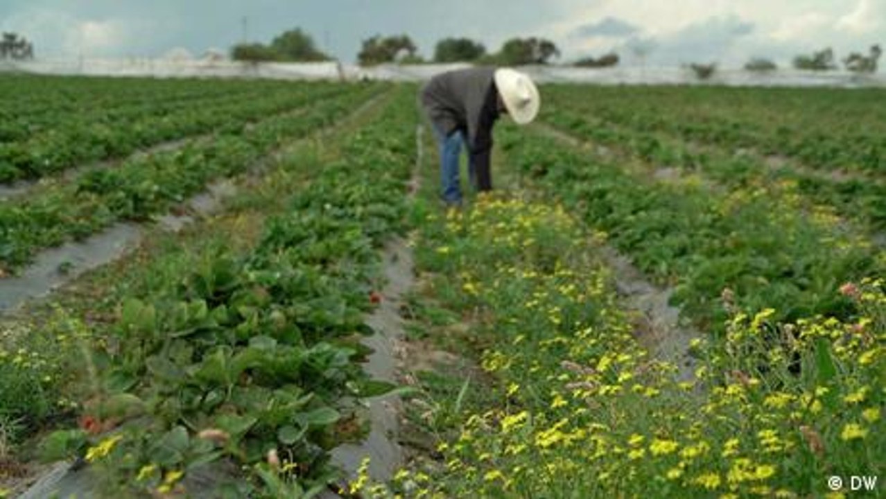 Mexiko: Vielfalt schaffen in Monokulturen