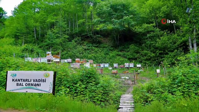 Bal ormanları ülke ekonomisine 200 milyon TL katkı sağladı
