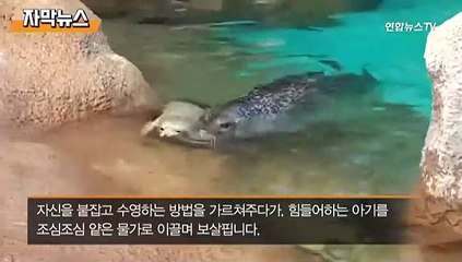 [자막뉴스] '아기 토닥거리고 뽀뽀하고'…엄마 참물범의 모성애 화제