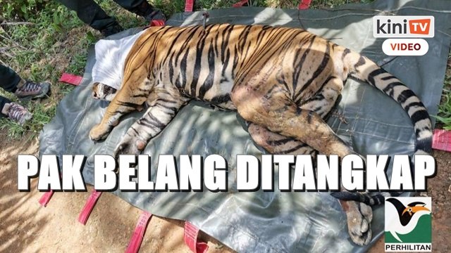 'Pak Belang' berkeliaran di ladang sawit ditangkap Perhilitan