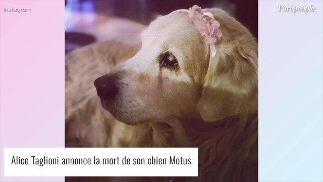 Laurent Delahousse en deuil : hommage touchant peu après celui d'Alice Taglioni