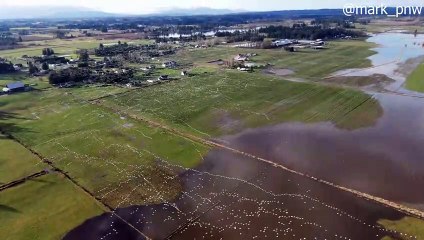 Drone Captures Beautiful Flock Patterns of Flying Birds