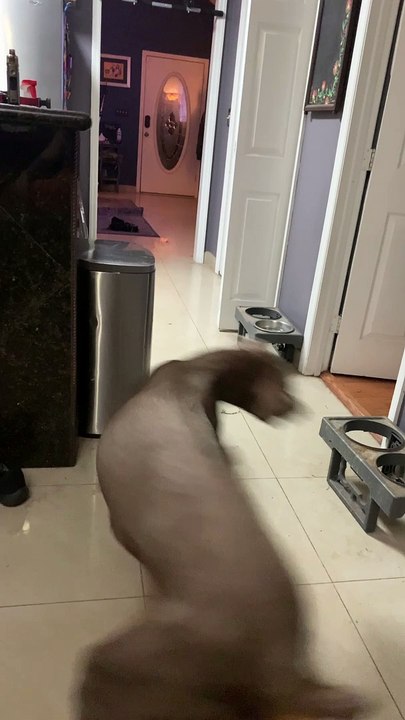 Grey Doberman Spins for Dinner