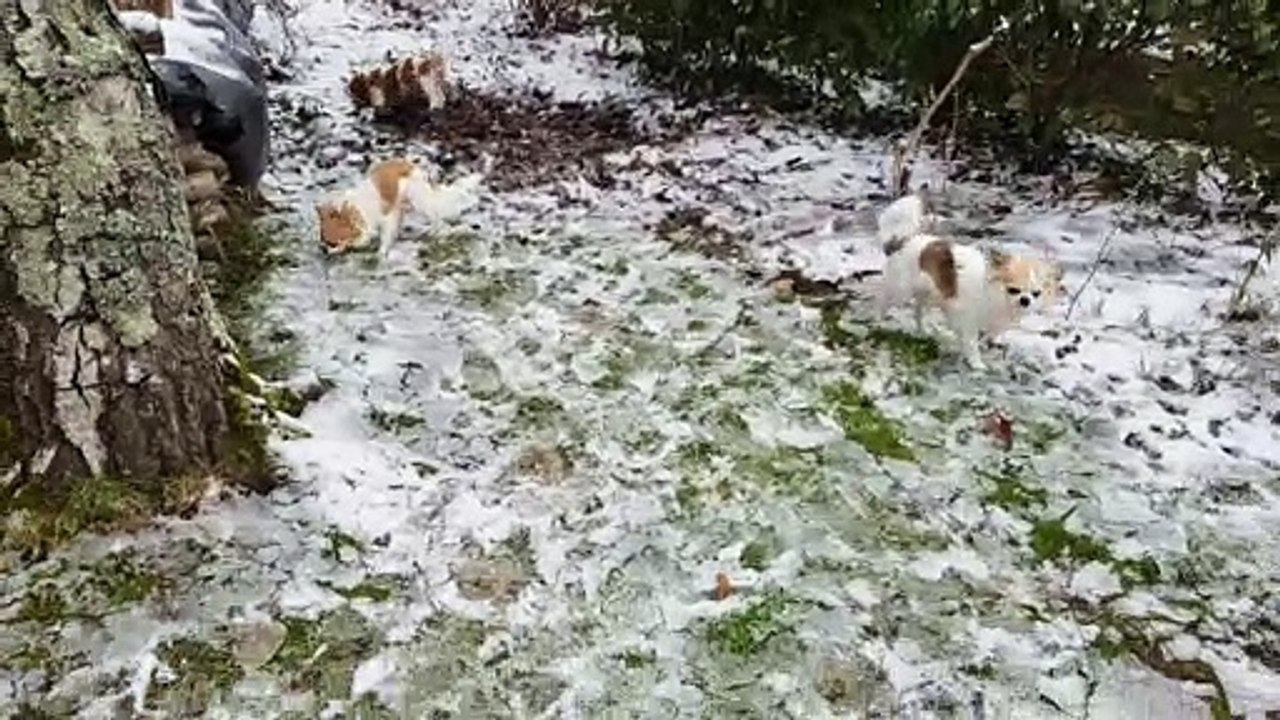 Jardin tout glacé resuite
