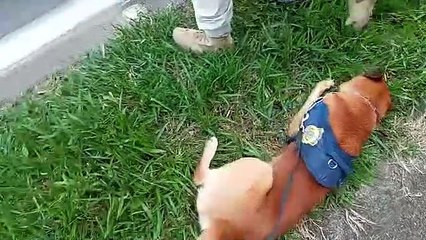 PRF prende dois por tráfico de drogas no Sul de Minas