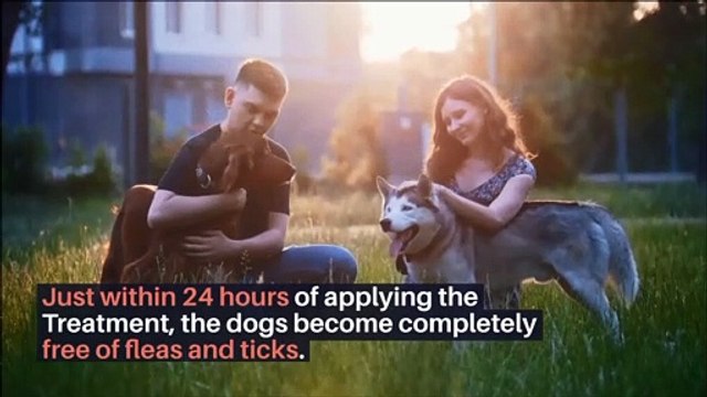 Frontline Plus A Powerfull & Effective Flea & Tick Control Treatment For Dogs