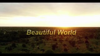 Beautiful World - Wild Animals (Petar Milinković - Ashes Of Stars) [Short Film]