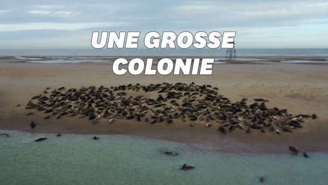 Les phoques font leur retour sur la Côte d’Opale près de Calais
