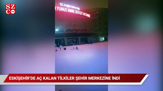 Eskişehir'de aç kalan tilkiler şehir merkezine indi