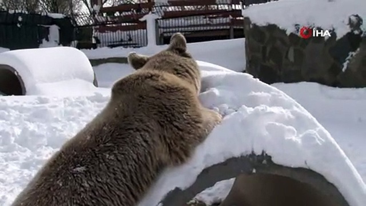Karın keyfini çıkaran ayı, bakıcısıyla güreş tuttu