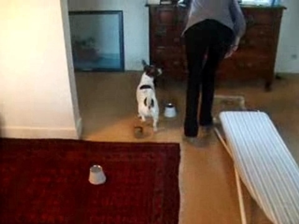 parcours d'agility mdrr