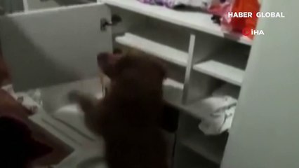 'Daltonlar' çetesi çökertildi! Detaylar ortaya çıktı