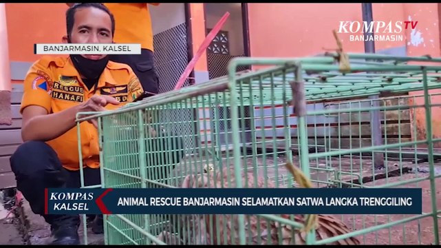 Hewan Langka Trenggiling Diselamatkan Animal Rescue dari Plafon Rumah Warga