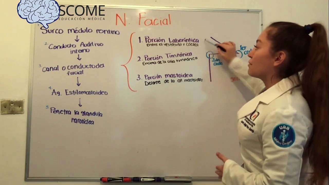 El nervio Facial