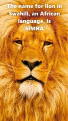 11 Roar Some Facts About Lion. You Probably Don't Know