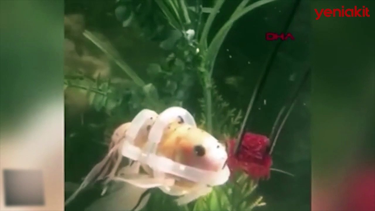 Yüzemeyen balık 'can yeleği' ile yüzmeye başladı