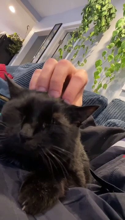 Kitty Makes Some Very Strange Sounds