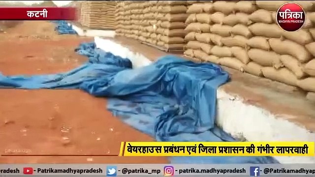 बारिश ने खोली लापरवाही की पोल, हजारों क्विंटल धान भीगा