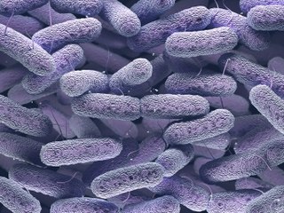 البكتيريا والفيروسات.. ما الفارق بينهما؟